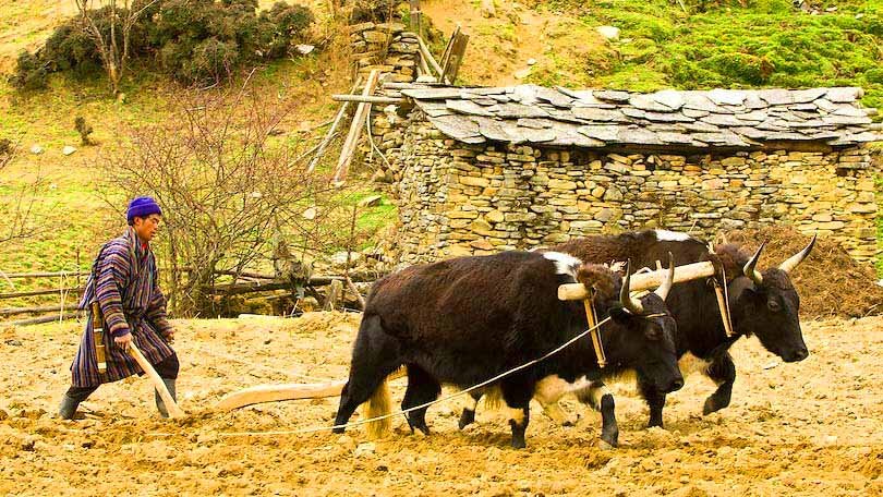 Punakha tour package - Punakha Dzong fortress